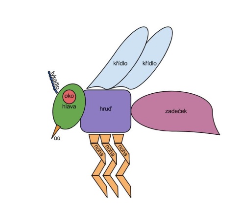 Tělo hmyzu - složené